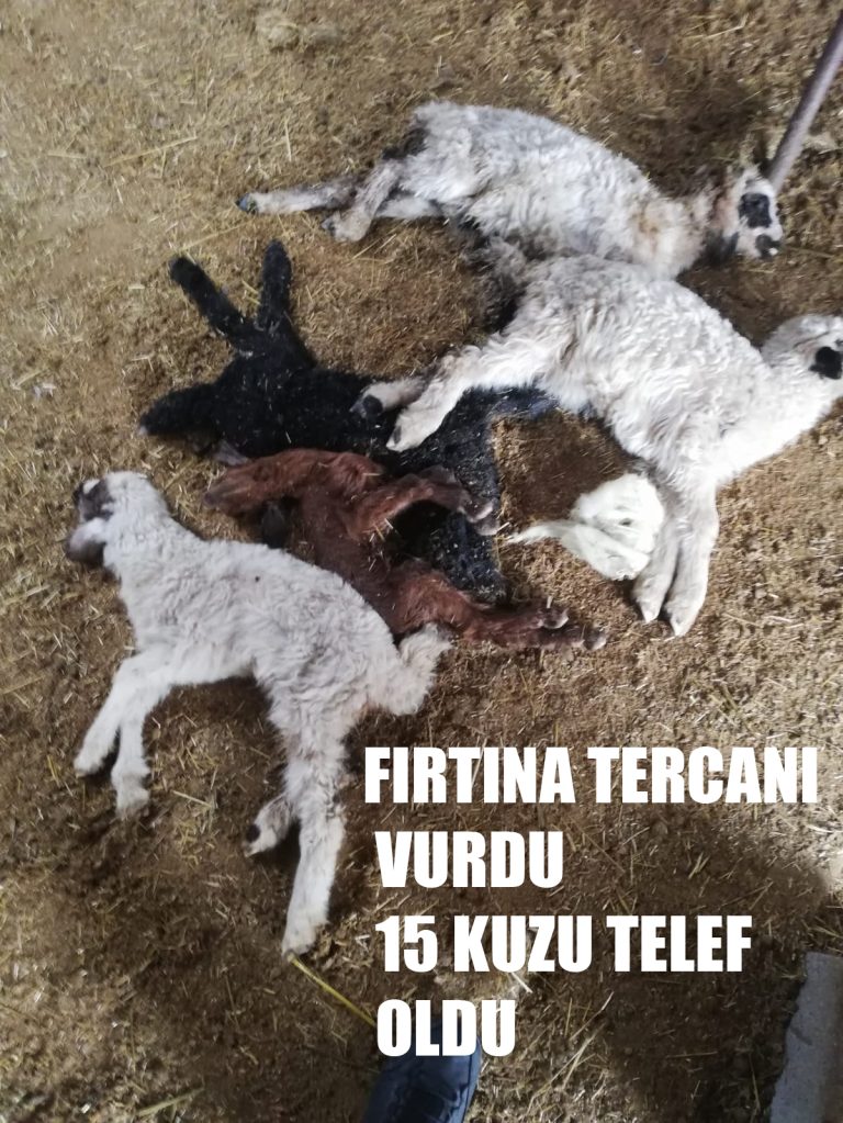 FIRTINA TERCAN’I VURDU AHIRDA 15 KUZU TELEF OLDU