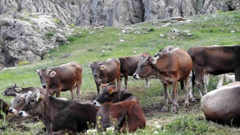 MUNZUR DAĞLARI’NDA DAĞ KEÇİLERİYLE İNEK SÜRÜSÜ BİR ARADA