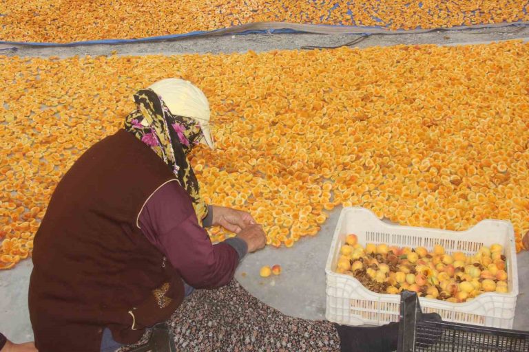 KAYISI ERZİNCAN’DA KURUTULUP KIŞA HAZIRLANIYOR