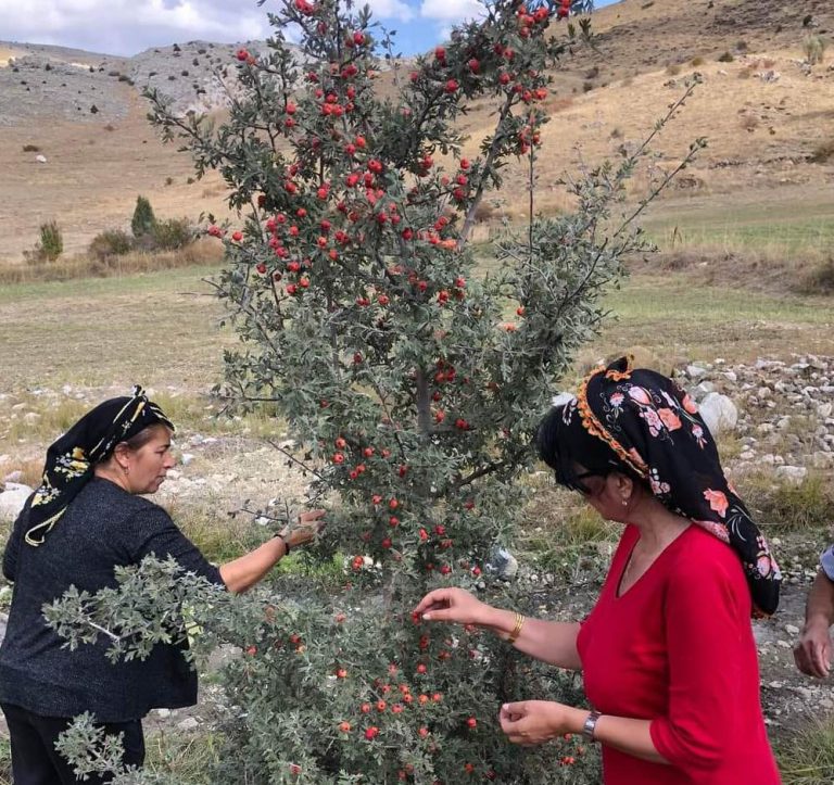TERCAN DAĞLARINDA YETİŞEN KUŞBURNU PAZAR TEZGAHLARINDA