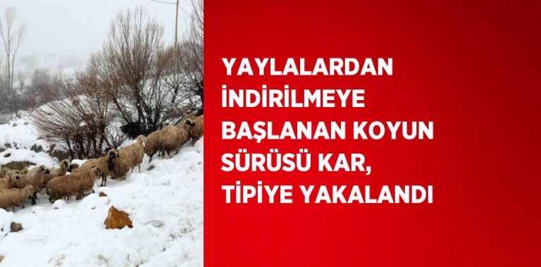 TERCAN” YAYLALARINDA KOYUN SÜRÜSÜ , TİPİYE YAKALANDI”