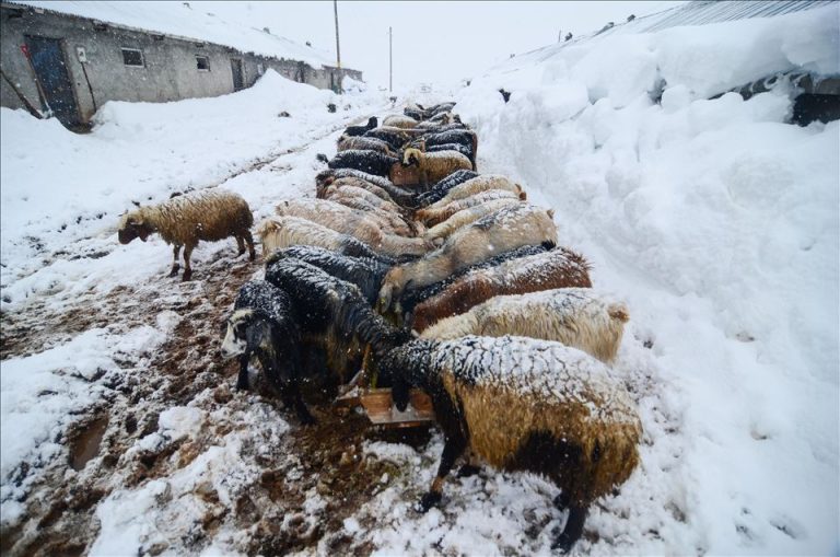 OTLUKBELİ’NDE BESİCİLER, KIŞ ŞARTLARINDA ATADAN KALMA HAYVANCILIĞI SÜRDÜRMEYE ÇALIŞIYOR