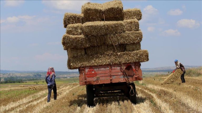 ERZİNCAN’ TERCAN ‘DA KIŞLIK SAMAN HAZIRLIKLAR’I BAŞLADI