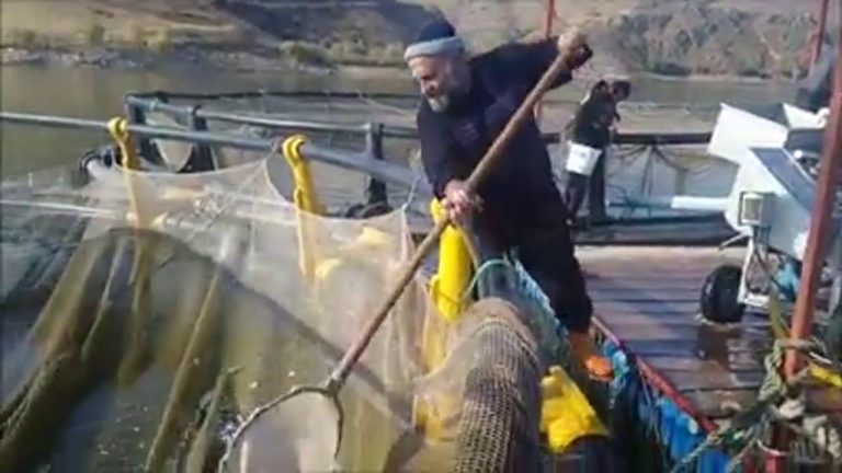 TERCAN BARAJ GÖLÜ’NDE KAFES BALIKÇILIĞI İLĞİ GÖRÜYOR