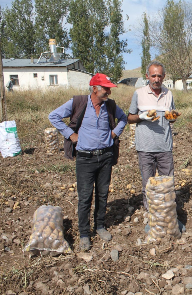 TERCAN ,ÇAYIRLI’DA PATATES ÜRETİCİSİ ZOR DURUMDA FİYATTAN MEMNUN DEĞİL