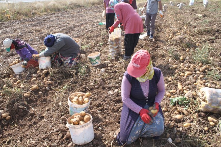 TERCAN ÇİFÇİSİ DESTEK BEKLİYOR “ÜRÜNLER PARA ETMİYOR, ÇİFTÇİ ÜRETEMEZ DURUMA GELDİ” DEDİLER