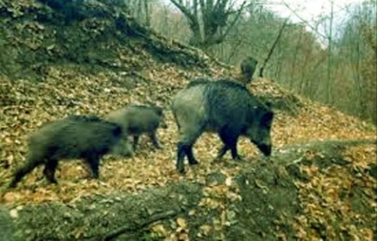 ERZİNCAN’DA YABAN DOMUZLARI PANCAR EKİLİ TARLALARA ZARAR VERİYOR