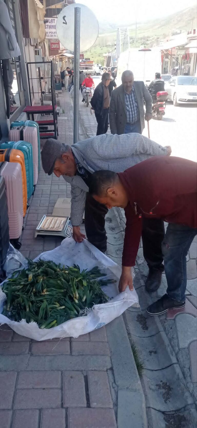 ÇİRİŞ OTU TERCAN’DA TEZGÂHLARDA YERİNİ ALDI’’ 100 LİRADAN SATIŞA SUNULUYOR.